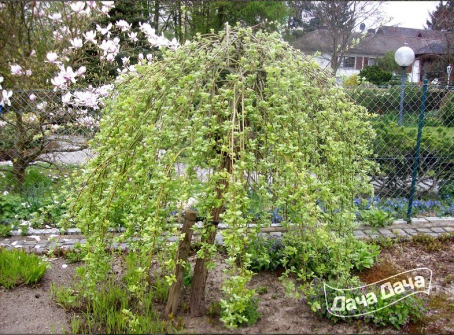 Ива Козья Пендула