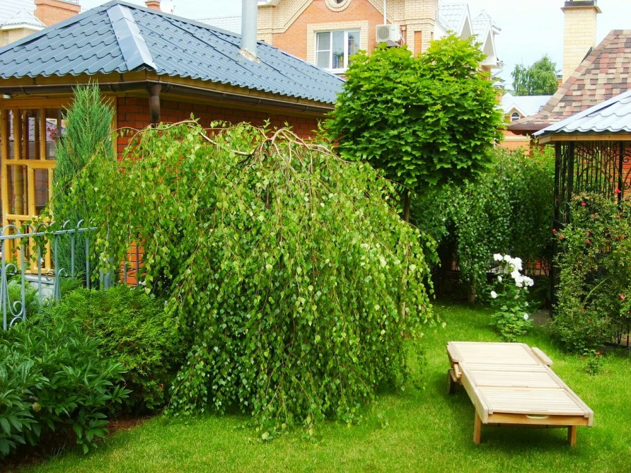 Ива Пендула плакучая