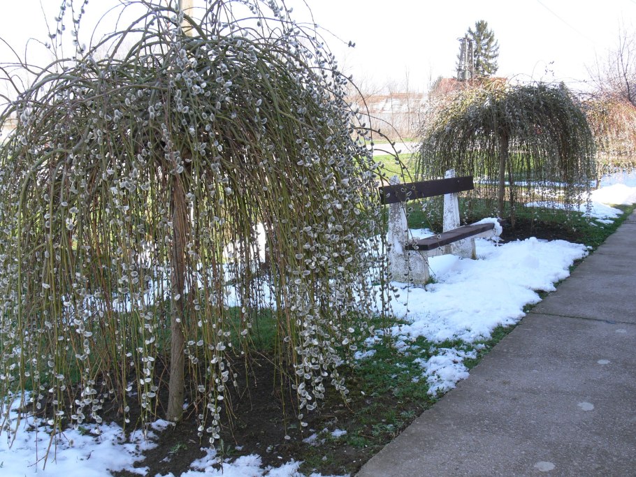 Пергола у плакучей ивы