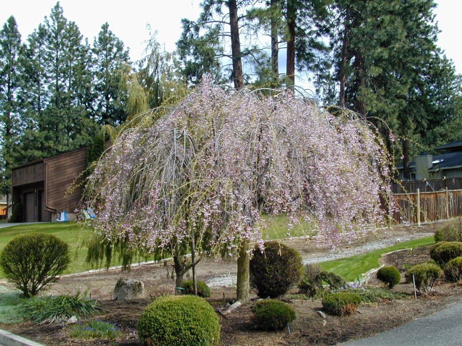Ива ломкая (шаровидная) Salix fragilis