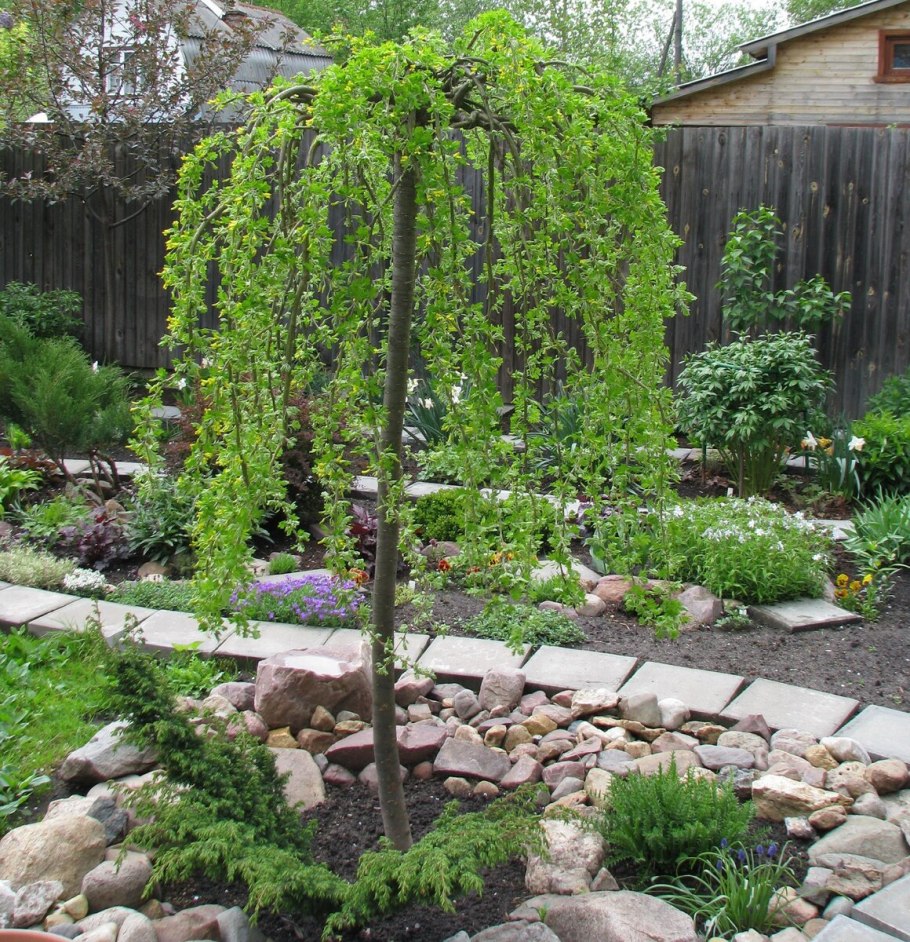 Плакучая Ива вывеска