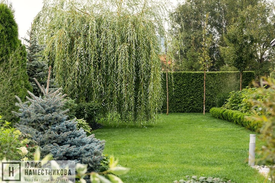 Ива пурпурная Пендула