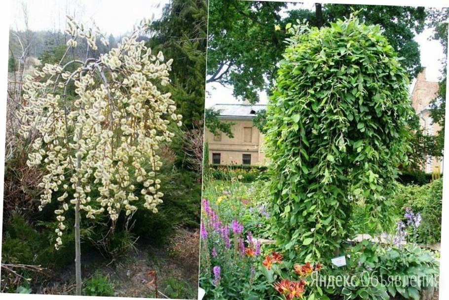 Туи и Ива Козья Пендула