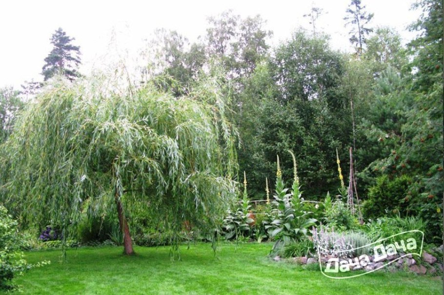 Ива Козья Пендула