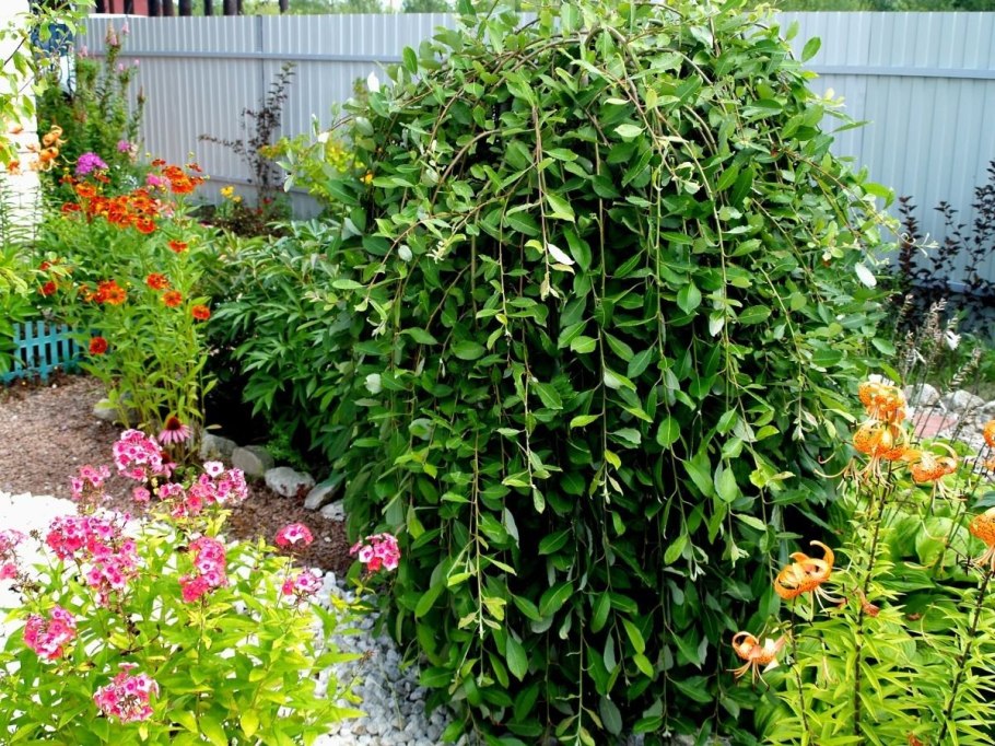 Ива цельнолистная Hakuro Nishiki