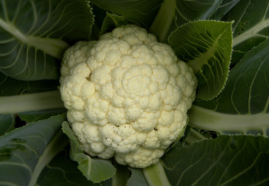 Крестоцветные овощи Кейл