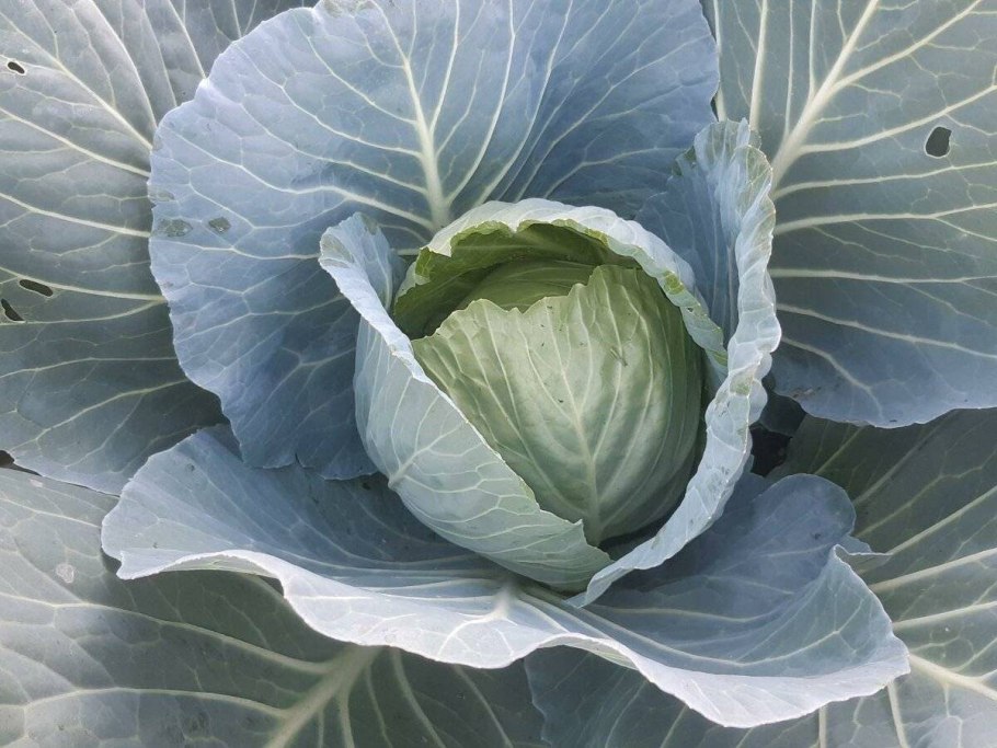 Дюма f1 капуста