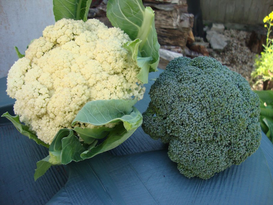 Крестоцветные брокколи
