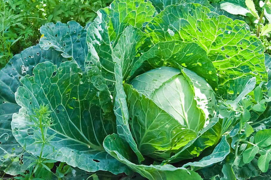 Артишок, цветная капуста