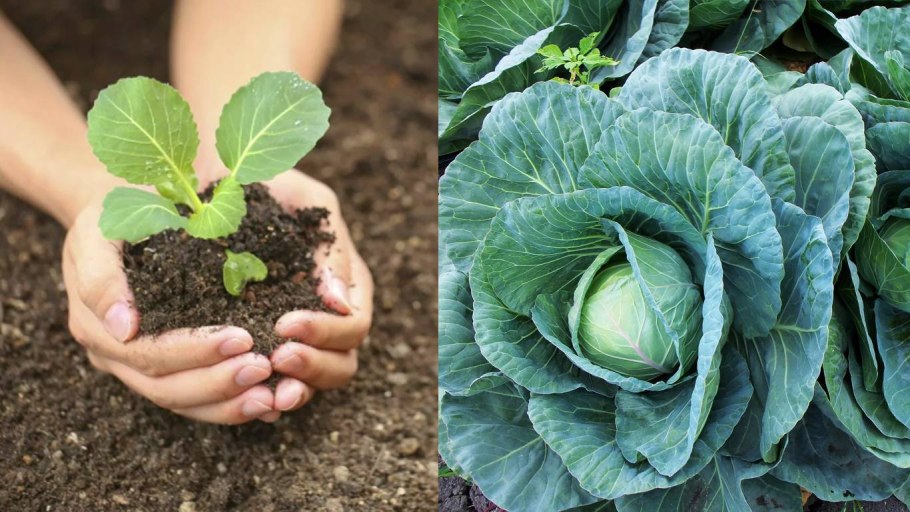 Семена Гавриш Seminis капуста цветная Кердэс f1 10 шт.