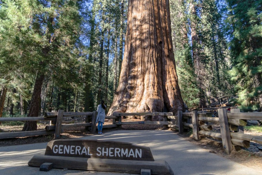 Национальный парк Секвойя тропа дерево Гранта