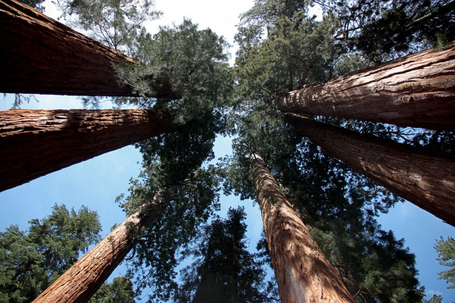 Веревочный парк Екатеринбург Sequoia