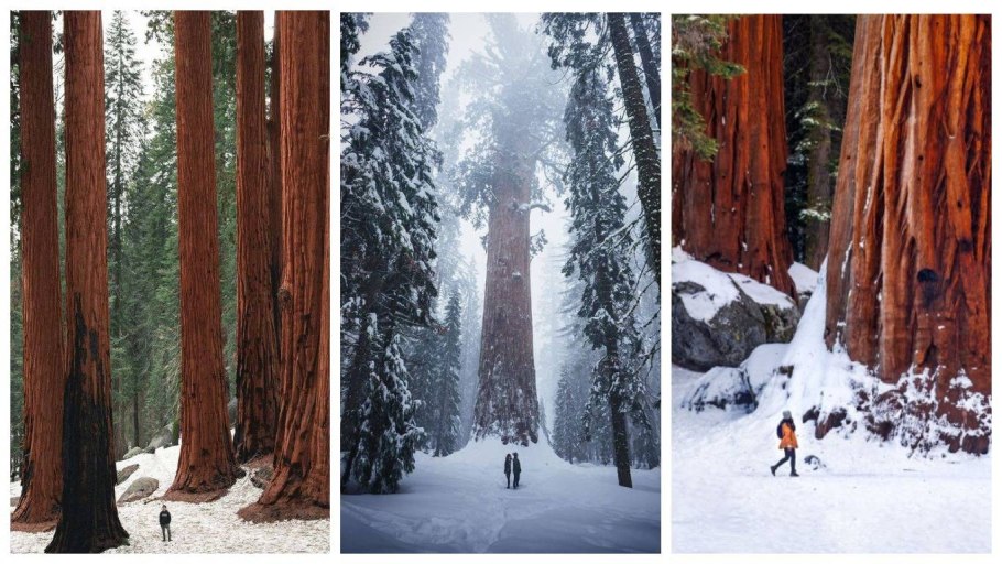 Веревочный парк Sequoia Park Екатеринбург