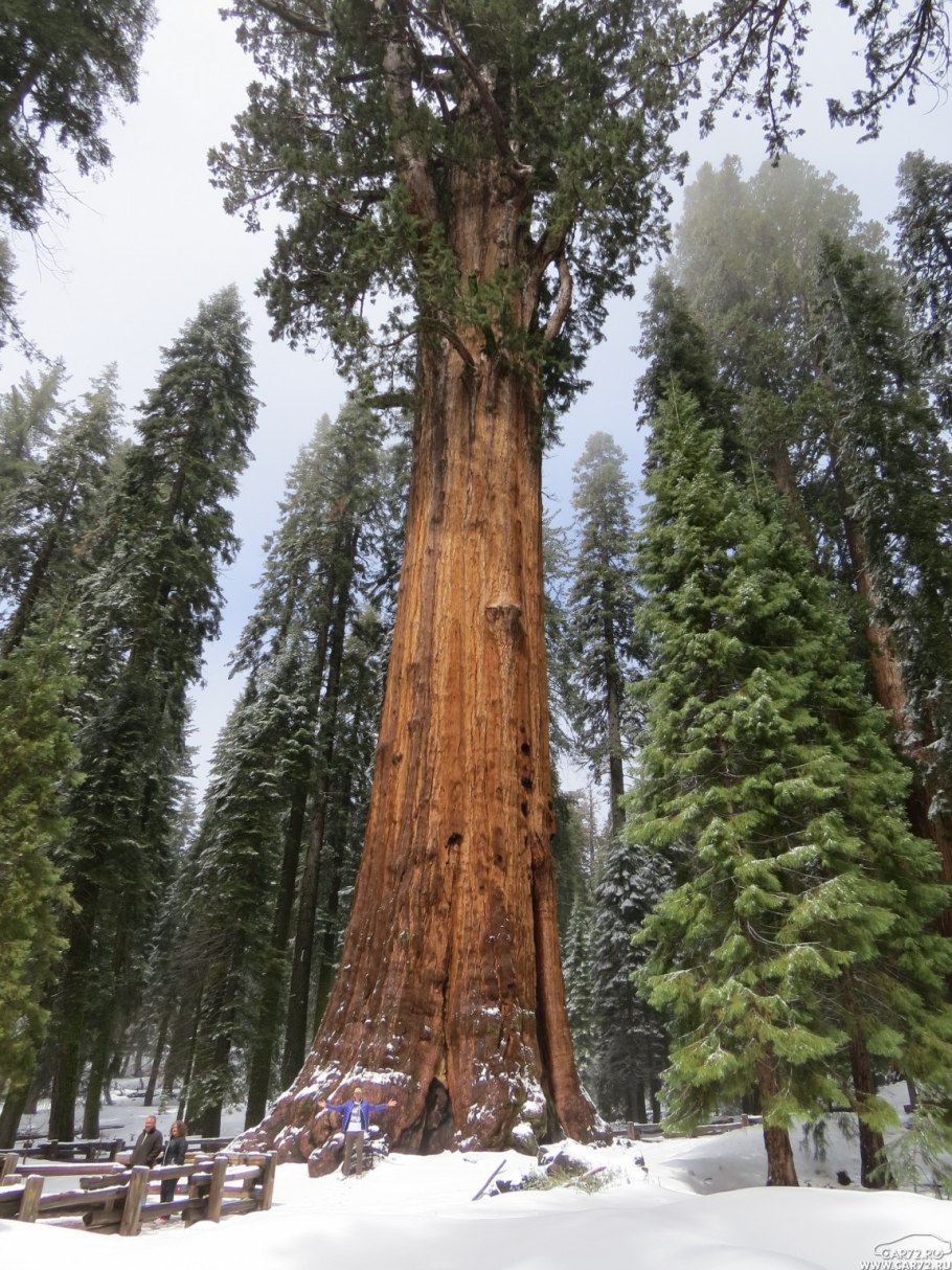 Секвойя парк Екатеринбург Уктус