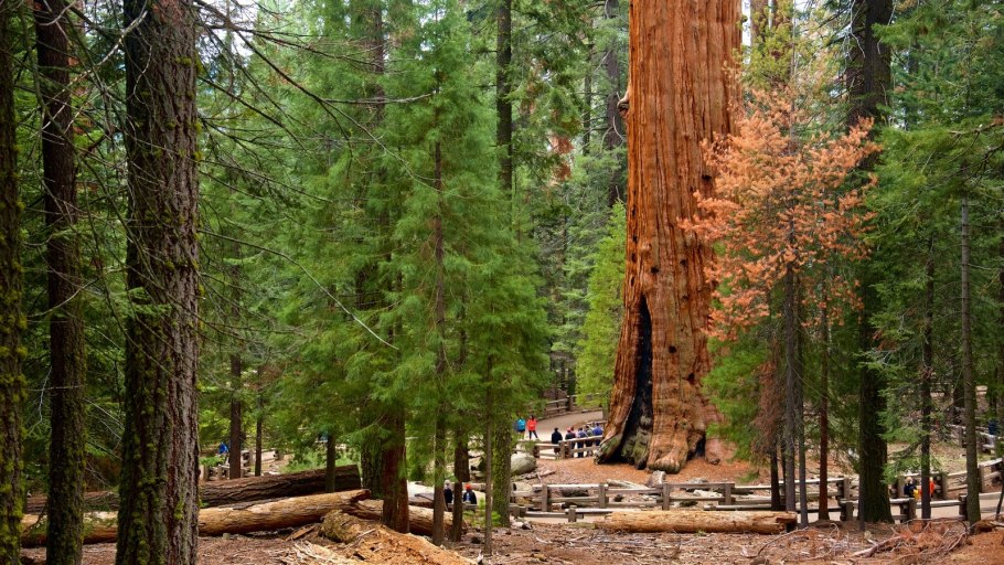 Веревочный парк Маугли Екатеринбург