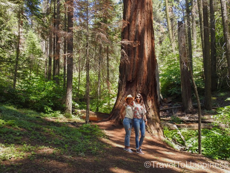 Сан Франциско Секвойя парк