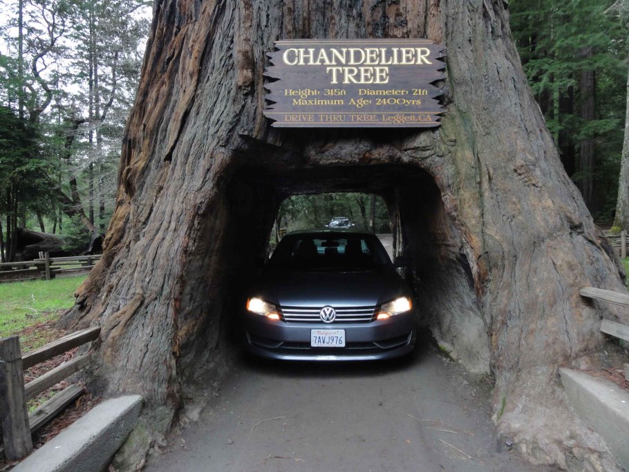 Секвойя дерево Калифорния