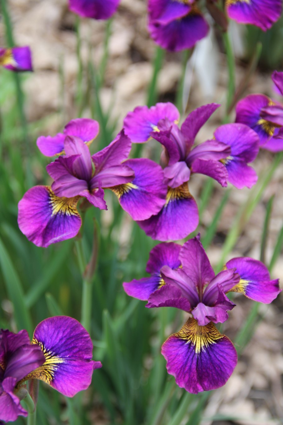Ирис Сибирский контраст ин Стайлз