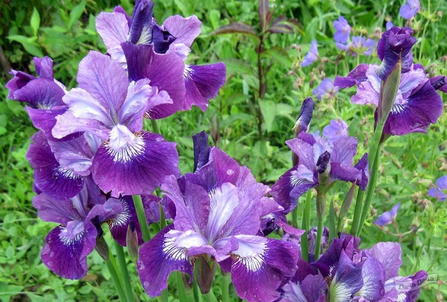 Ирис Сибирский Дабл стандарт