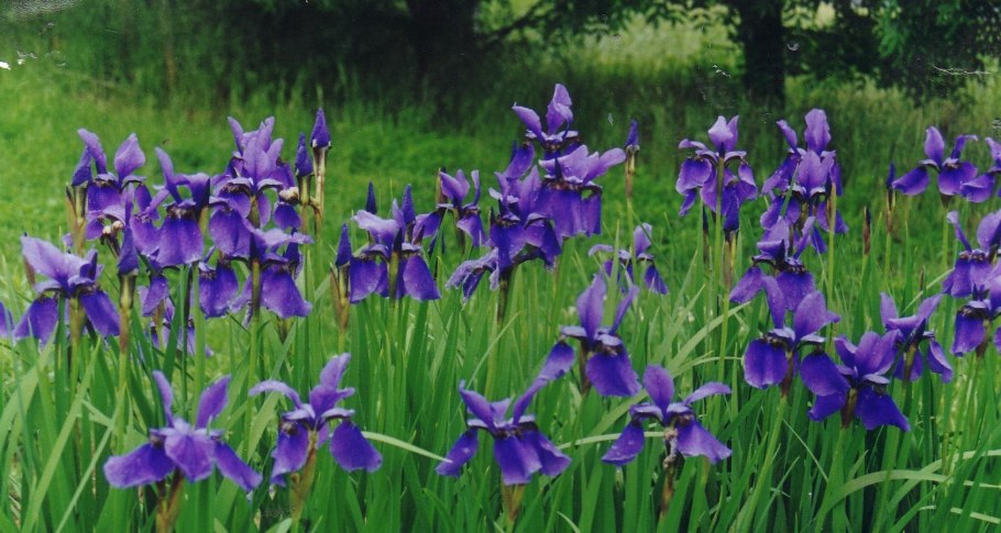 Ирис Сибирский кита-но-сейдза