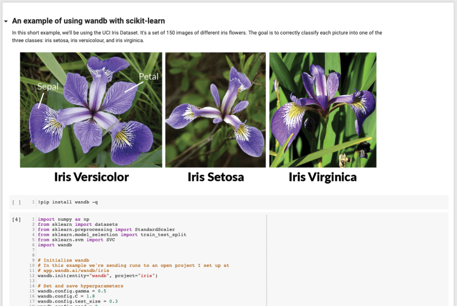 Iris sibirica Silver Edge