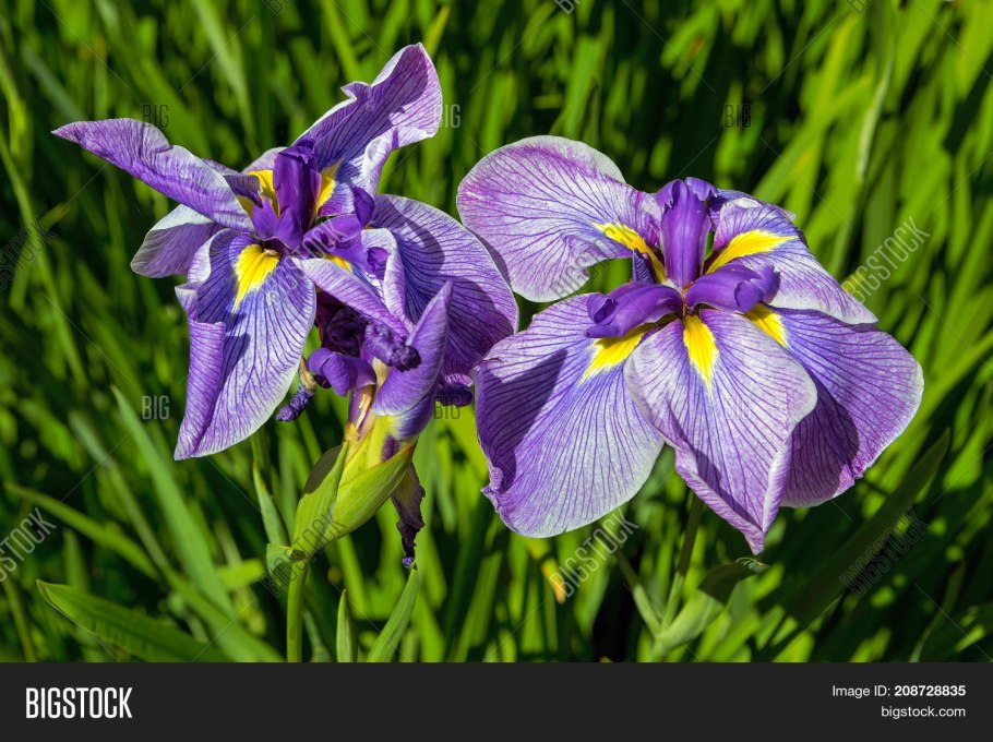 Ирис Сибирский сиреневый