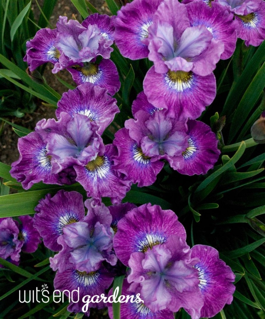 Ирис Сибирский болотный