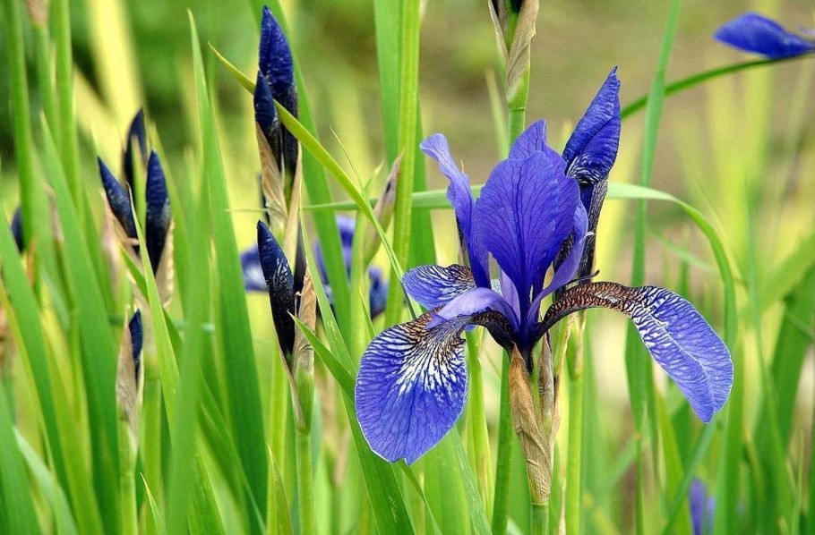 Ирисы на лугу