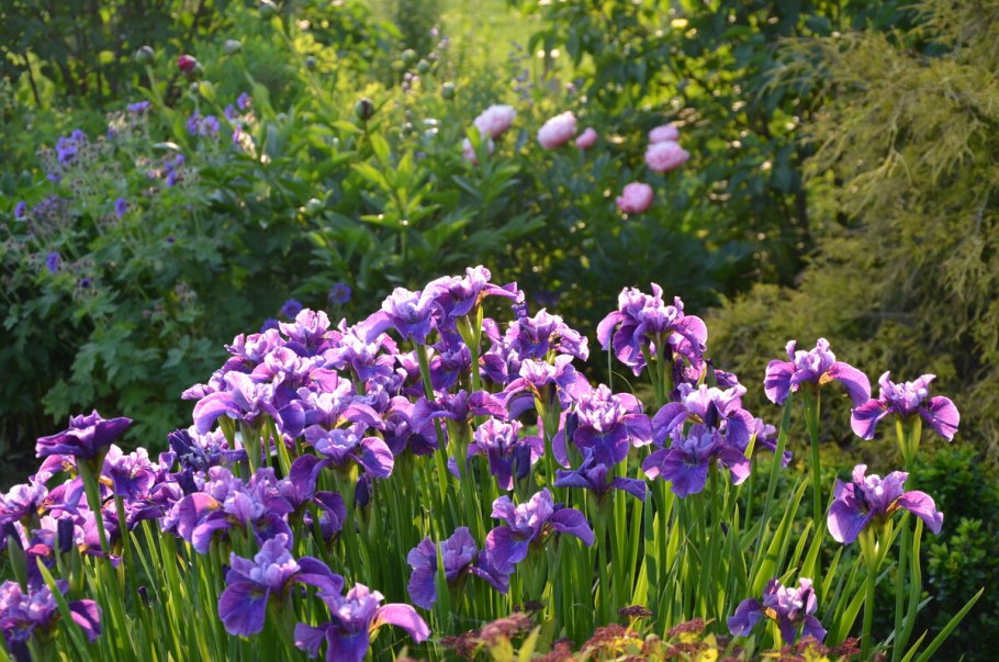 Ирис Касатик Сибирский