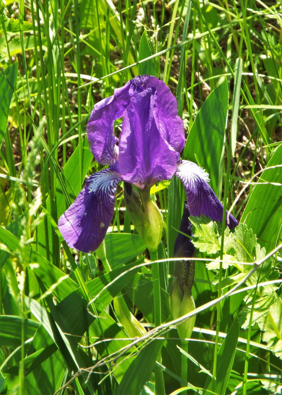 Ирис Сибирский Империал опал