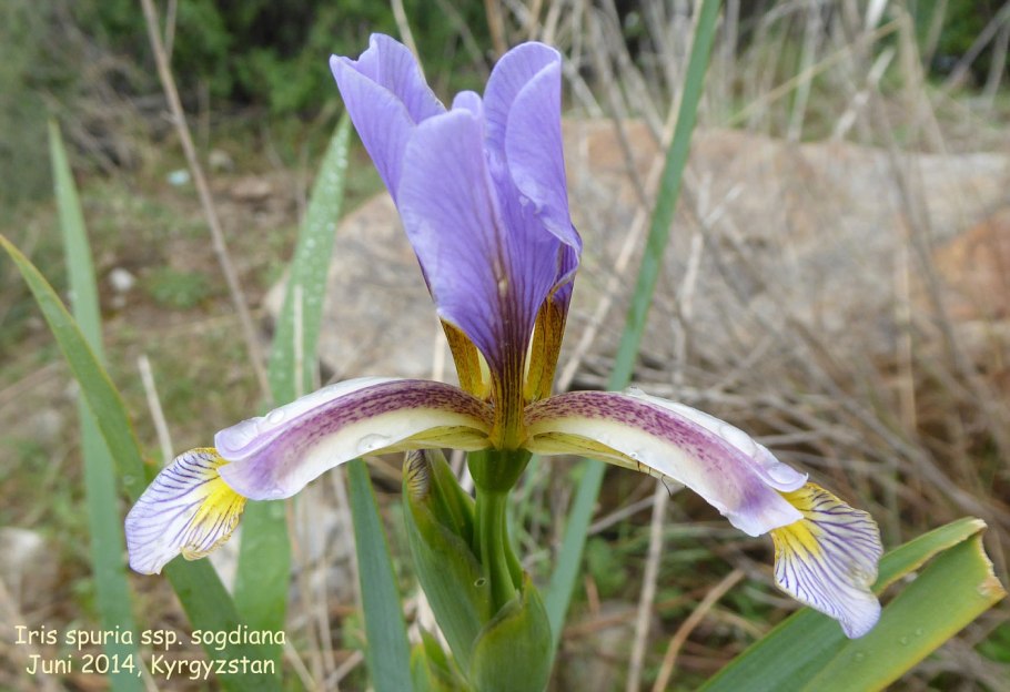 Ирис Каррьер