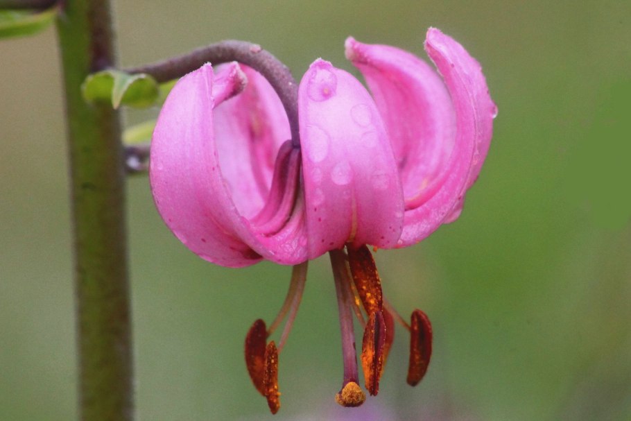 Лилия карликовая (Lilium pumilum)