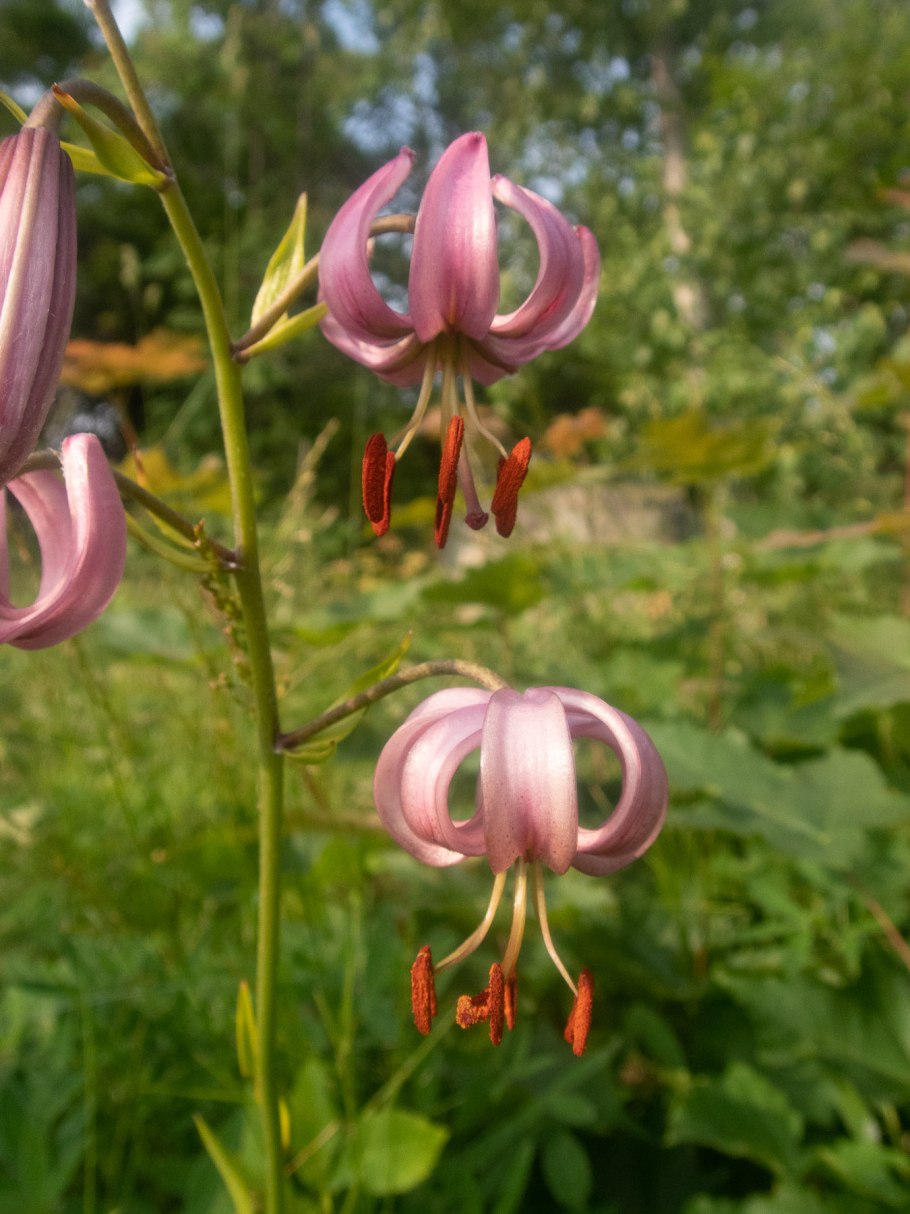 Мартагон листва