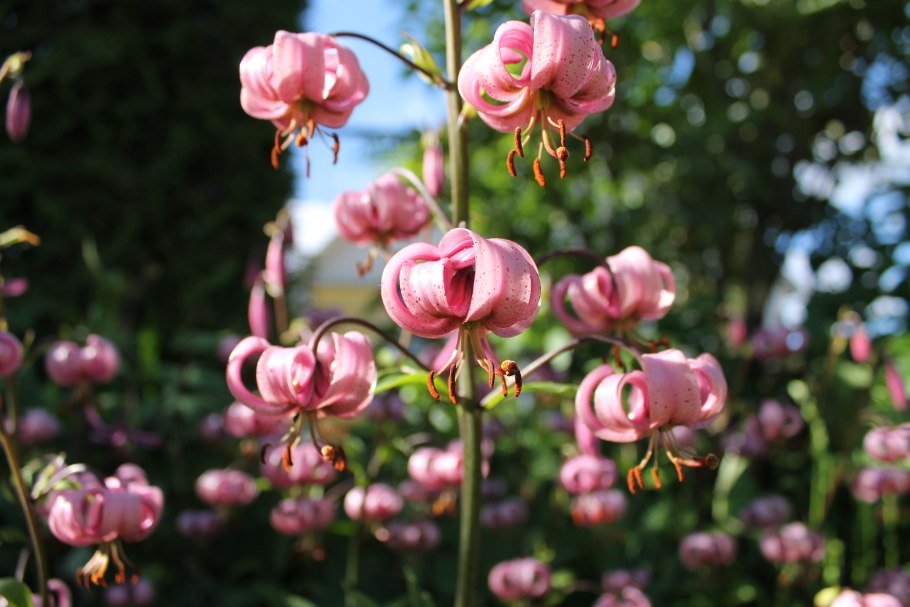 Lilium martagon — Лилия саранка гербарий