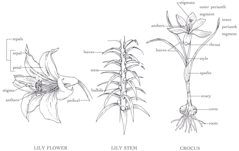 Лилия кудреватая саранка