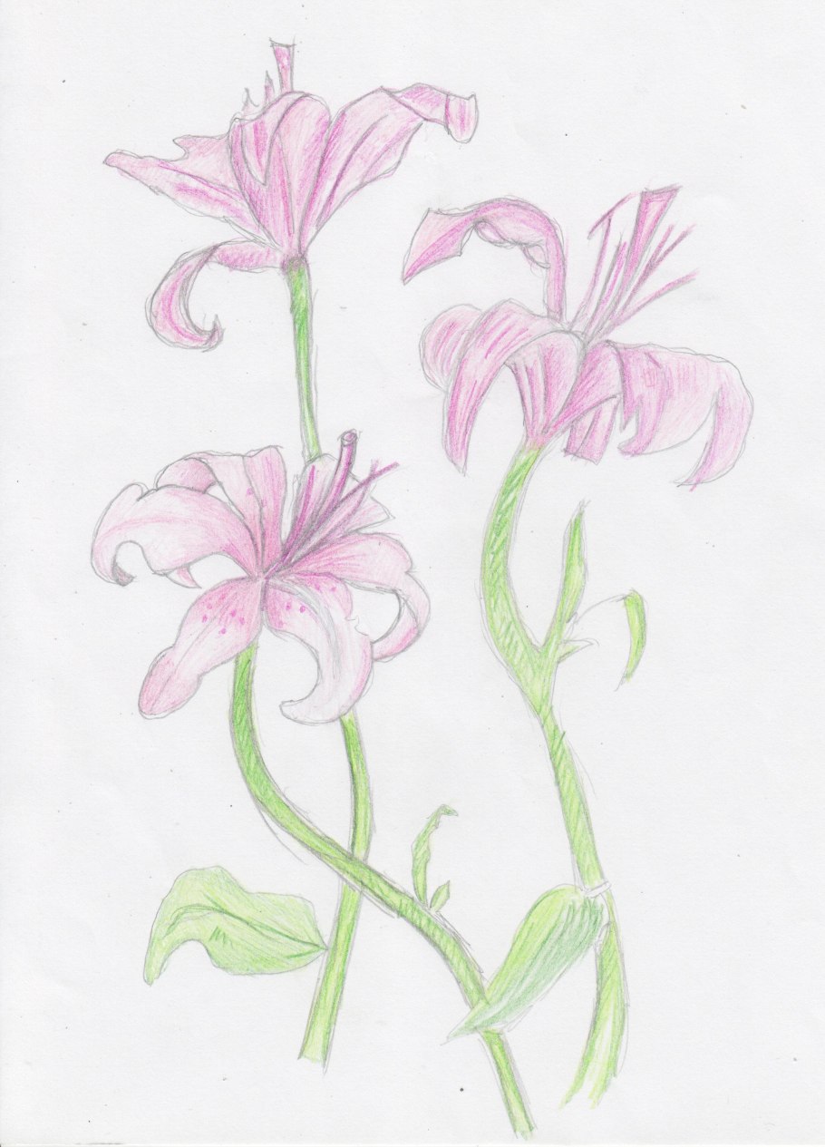 Лилии рисунок карандашом