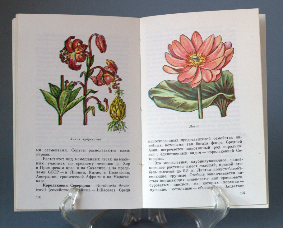 Лилии кудреватая саранка сосудистые пучки
