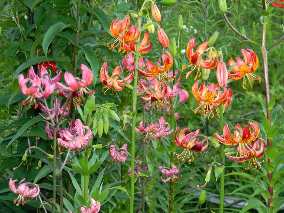 Саранка кудреватая