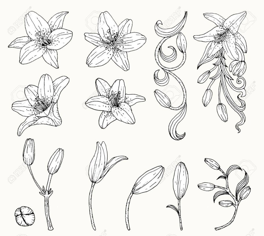 Мартагон цветок