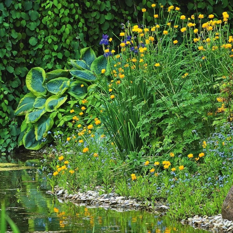 Ирис болотный вариегатный у прудика