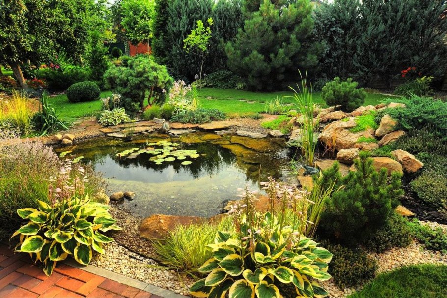 Хвойники у пруда