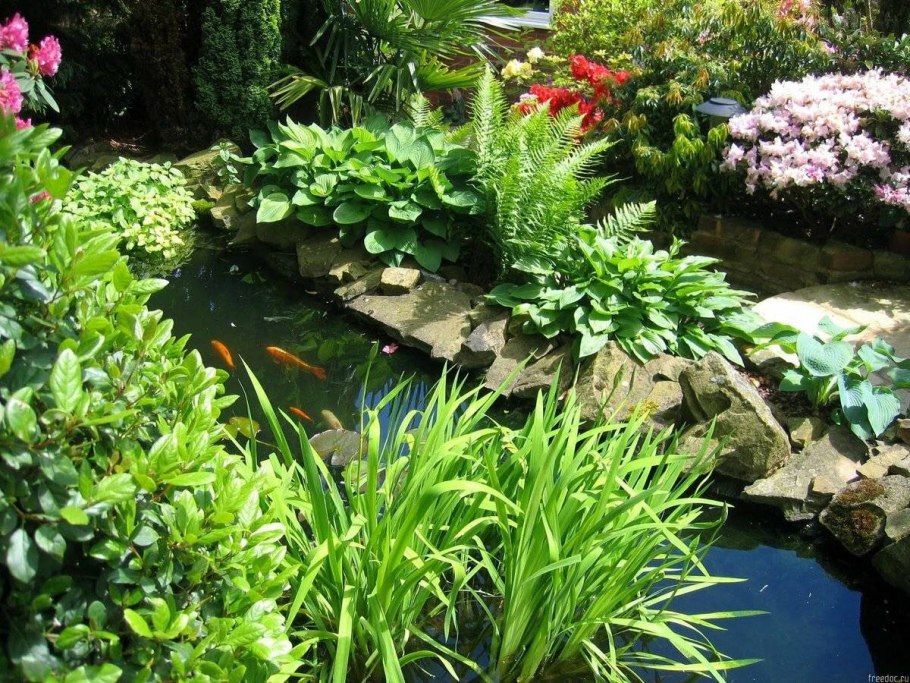 Хоста около прудика