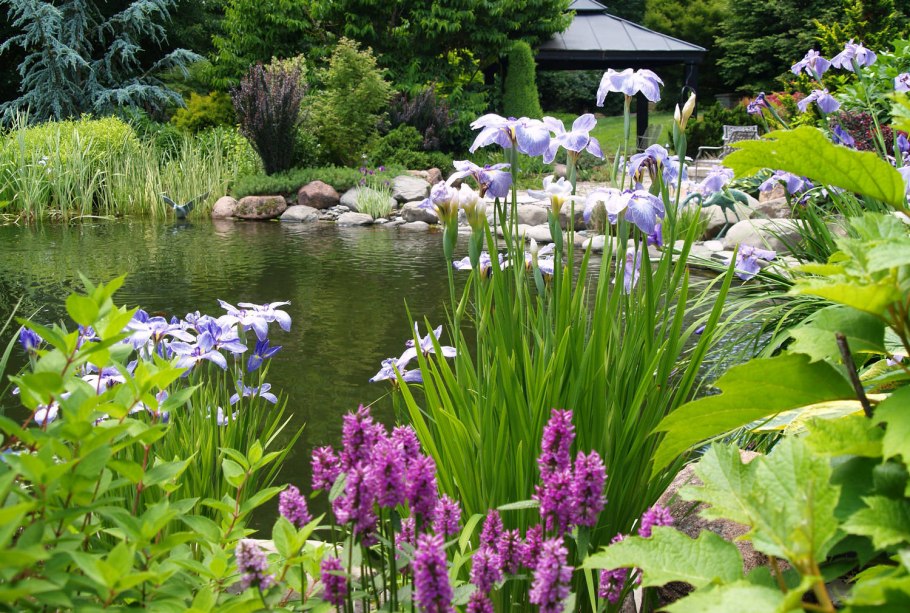 Сибирский ирисы в ландшафтном