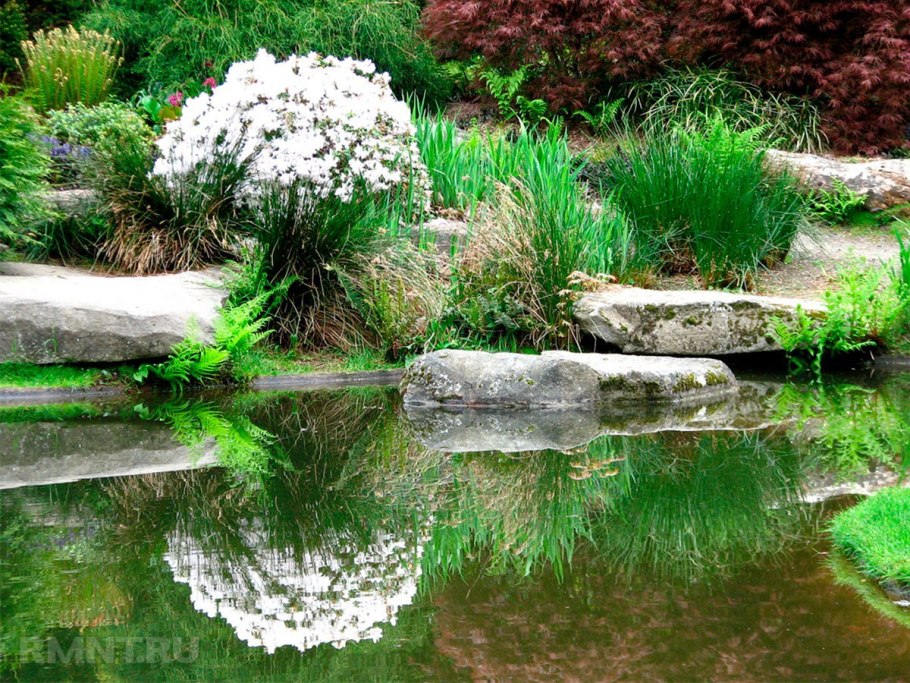 Посадка Рогоза в искусственном пруду