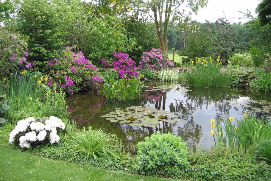 Кустарник у пруда на даче