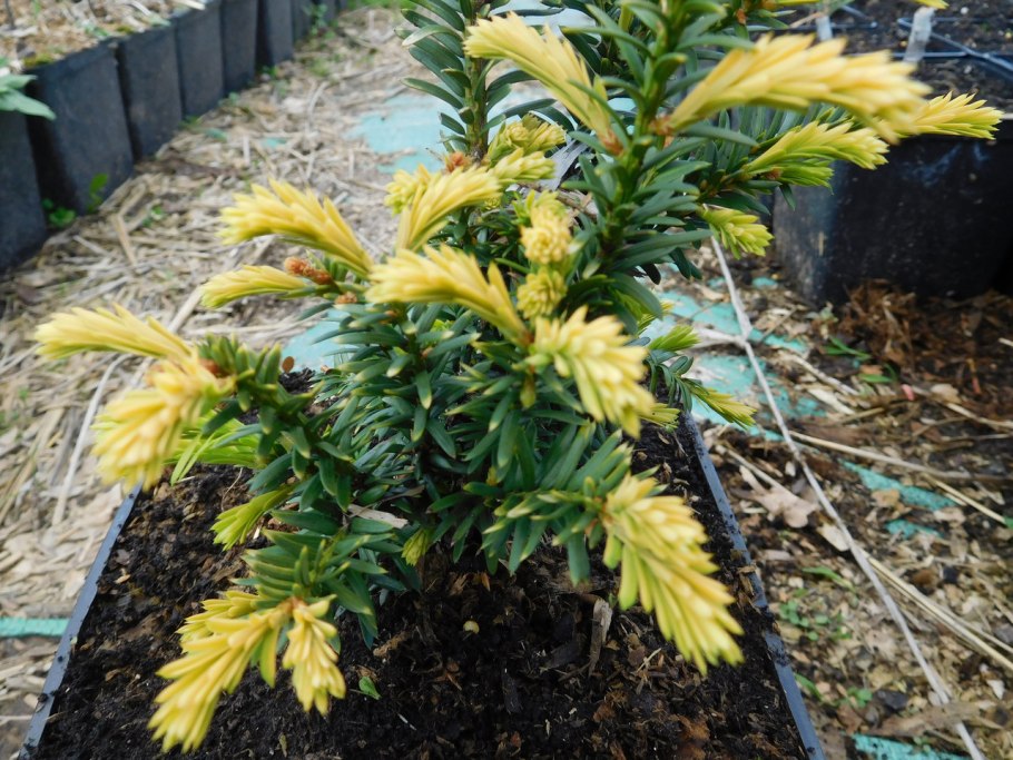Тис ягодный (Taxus baccata elegantissima) c2 25-35