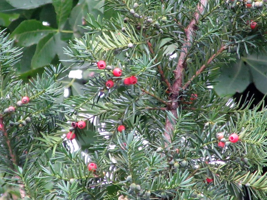 Тис elegantissima