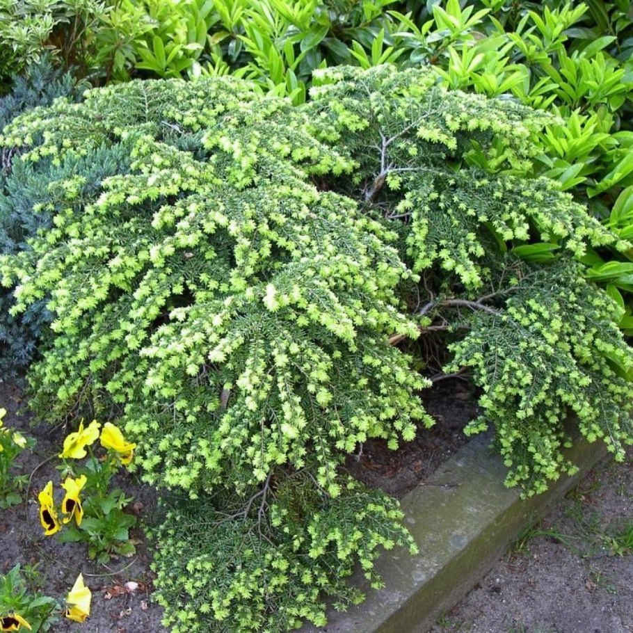 Тис baccata Semperaurea