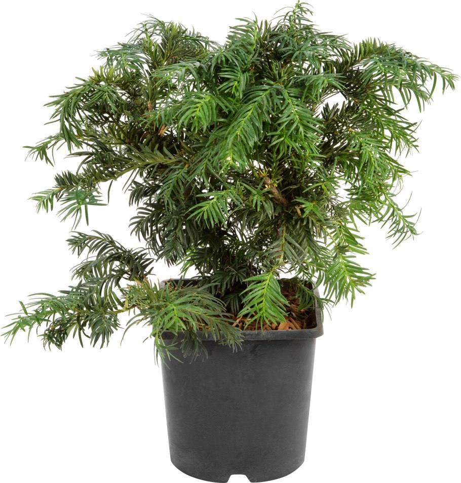 Тис ягодный Taxus baccata