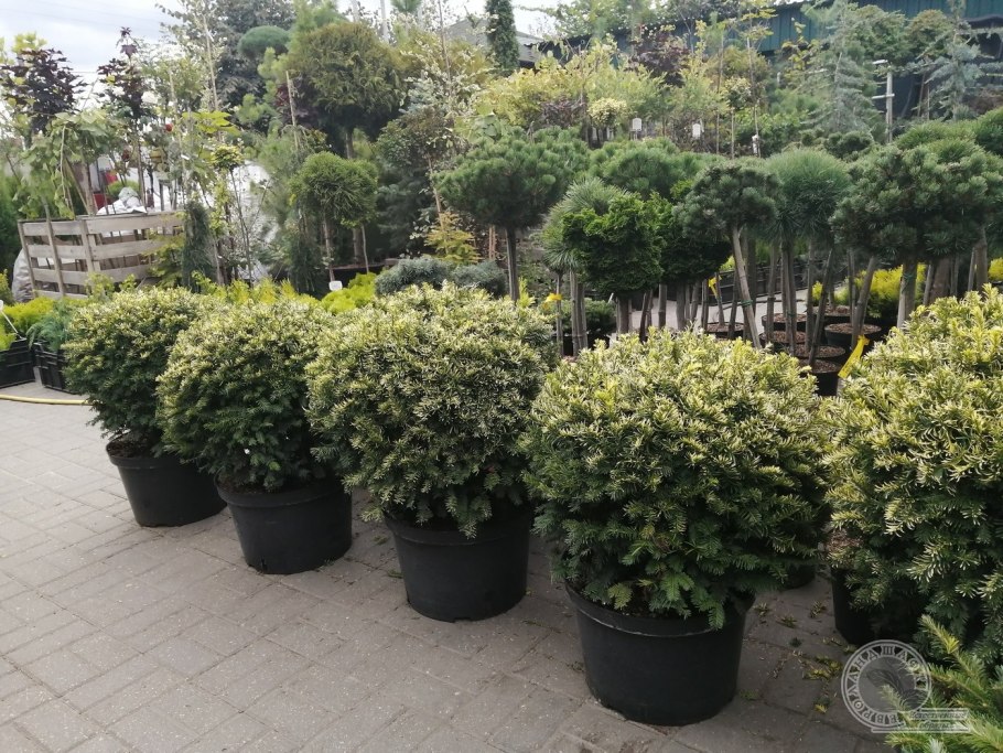 Taxus cuspidata 'Dwarf Bright Gold'